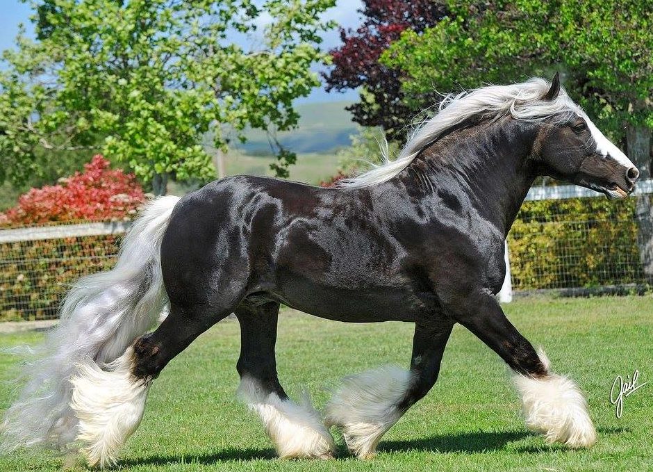 gypsy vanner